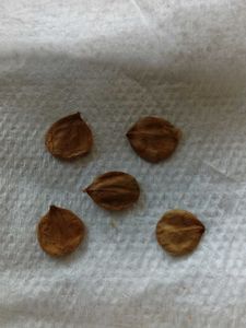 Five Siuli Flower Seeds