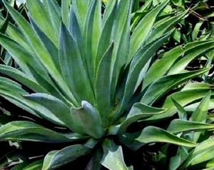 Agave Plant