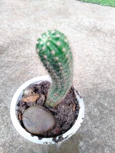 Assorted  Seccullents And Cactus