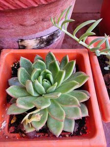 Succulent #2
