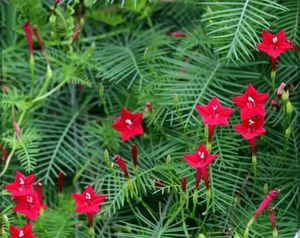 Crimson Cypress Vine Plant