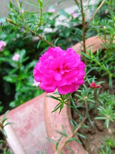 Pink Portulaca