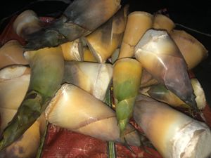 Fresh Bamboo Shoot