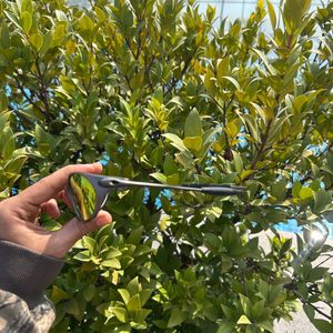 Oakley X-Metal Romeo