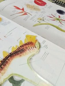 Ultimate Family Visual dictionary (English)