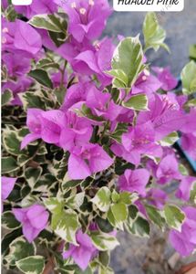 Blueberry Ice bagunvalia Live Plant Pack Of 1 ...