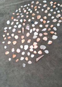 Sea Shells From Andhra Pradesh 130 Shell