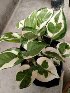 Varigated Air Purifying N Hanging Plants Combo