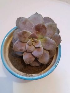 Alive&Real Echeveria Lilacina,GhostEcheveria