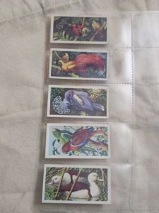 Cigrette Cards Pack Of 50