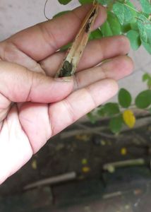 Aprajita Seeds