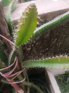 Red Drigon Plant Cutting Only Single Piece
