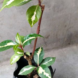 Assorted Mix Plants Combo Offer