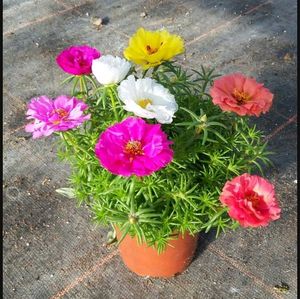 Combo Water Lily + 3 Plant Free