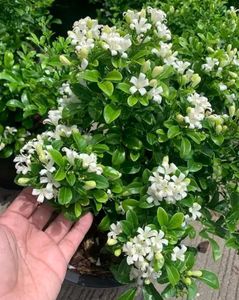 Madhu Kamini Plant in indoor or outdoor both