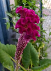 Aprajita, Sunflower, Rain Lily Plant Seed