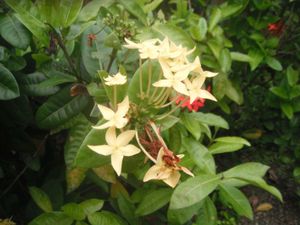 Fujifilm FinePix Z70 Digital Camera