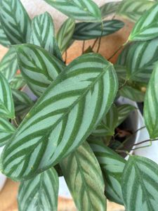 10 Live Root Plants