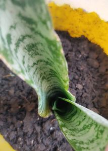 Rooted Snake Plant