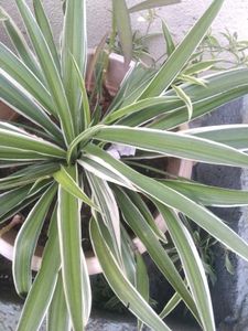 Spider Plant