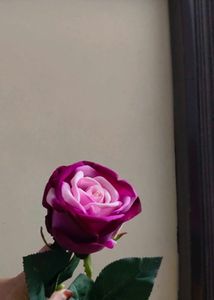Hot  Velvet Rose In 💜💜 Colour