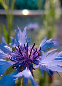 Cornflowers Seeds Mixed Colors