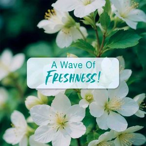 Secret Temptation Aqua Perfume