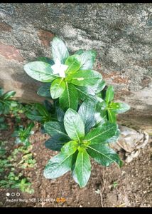 Combo Plant