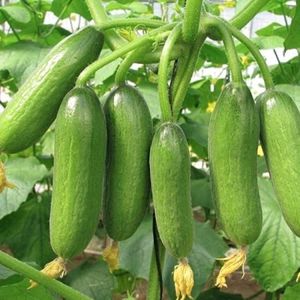 Hybrid Britney Cucumber