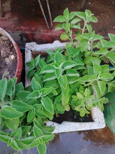 Vamma Plant