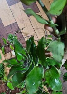Basket Plant Cuttings - Set Of 5