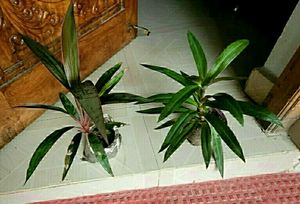 Pack 2 Moses in the Cradle &amp; Dracaena RubyHeal