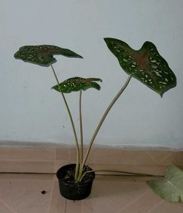 pack 2 Ming Aralia &amp; ujjalaseeds rare polka🪴