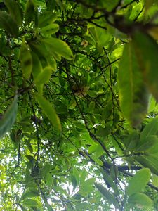 Sitafal / Sharifa Fruit Plants