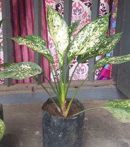 Chinese Evergreen Plant