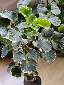 Shield aralia (plum arali) with pot