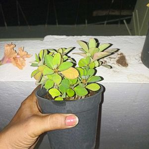 combo of 3 plants