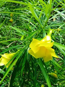 Yellow Oleander Plant