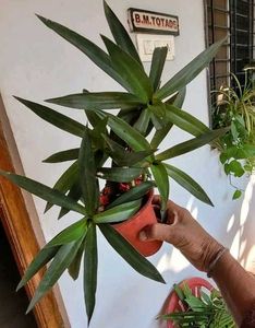 3 Set Plants ☘️