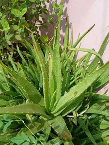 Aloe Vera Plant
