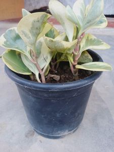 Compo 2 Variegated Baby Rubber Plant