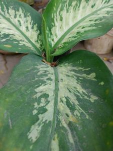 Dieffenbachia Plant