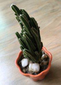 Triangle cactus