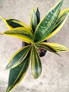 Sansevierias Air Purifying Plants