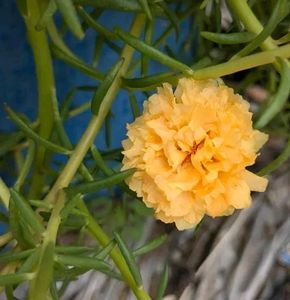 Yellow Portulaca