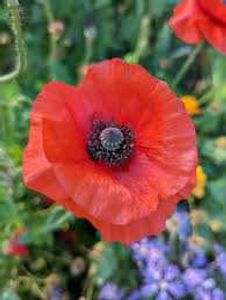 Premium Poppy Seeds | Fresh | Cleaned |