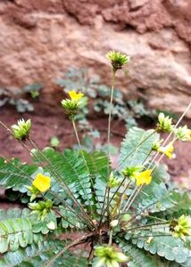 Lakchana/Lajalu /Mukkutti Medicinal Plant