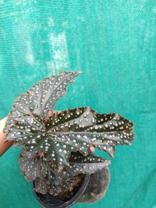 Begonia