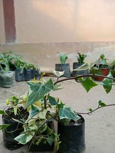 Hedera Helix