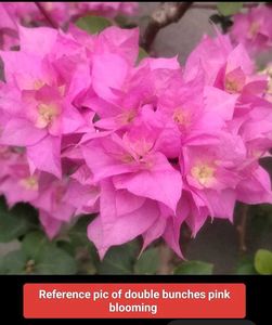 Bourgainvilleas Combo
